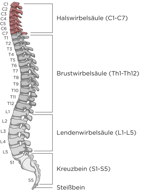 Illustration einer Wirbelsäule mit allen Wirbeln. Die Wirbelsäule ist in 5 Bereiche eingeteilt: Coccyx (Steißbein), Sacrum (Kreuzbein), Lumbar (Lendenwirbelsäule), Thoracic (Brustwirbelsäule) und Cervical (Halswirbelsäule, rot markiert). 
