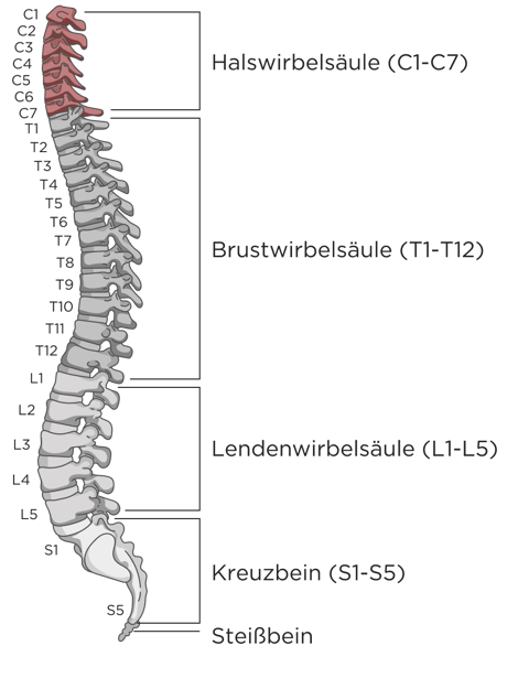 Illustration einer Wirbelsäule mit allen Wirbeln. Die Wirbelsäule ist in 5 Bereiche eingeteilt: Coccyx (Steißbein), Sacrum (Kreuzbein), Lumbar (Lendenwirbelsäule), Thoracic (Brustwirbelsäule) und Cervical (Halswirbelsäule, rot markiert). 