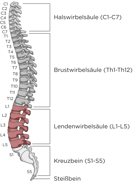 Illustration der Wirbelsäule mit Beschriftungen: Steißbein (Coccyx), Kreuzbein (Sacrum), Lendenwirbelsäule (Lumbar, rot markiert), Brustwirbelsäule (Thoracic), Halswirbelsäule (Cervical).
