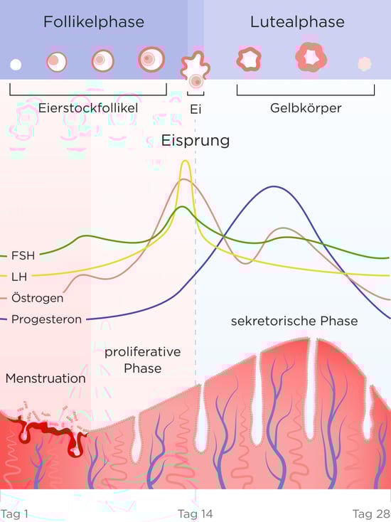 Abbildung der verschiedenen Zyklusphasen: Follikelphase inkl. Menstruation und  Proliferationsphase, Eisprung und Lutealphase inkl. Sekretionsphase und der damit korrelierenden Ausschüttung der Hormone Östrogen, Progesteron, FSH und LH.