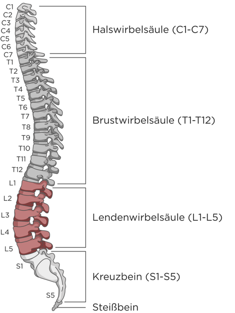 Illustration einer Wirbelsäule mit allen Wirbeln. Die Wirbelsäule ist in 5 Bereiche eingeteilt: Coccyx (Steißbein), Sacrum (Kreuzbein), Lumbar (Lendenwirbelsäule, rot markiert), Thoracic (Brustwirbelsäule) und Cervical (Halswirbelsäule). 