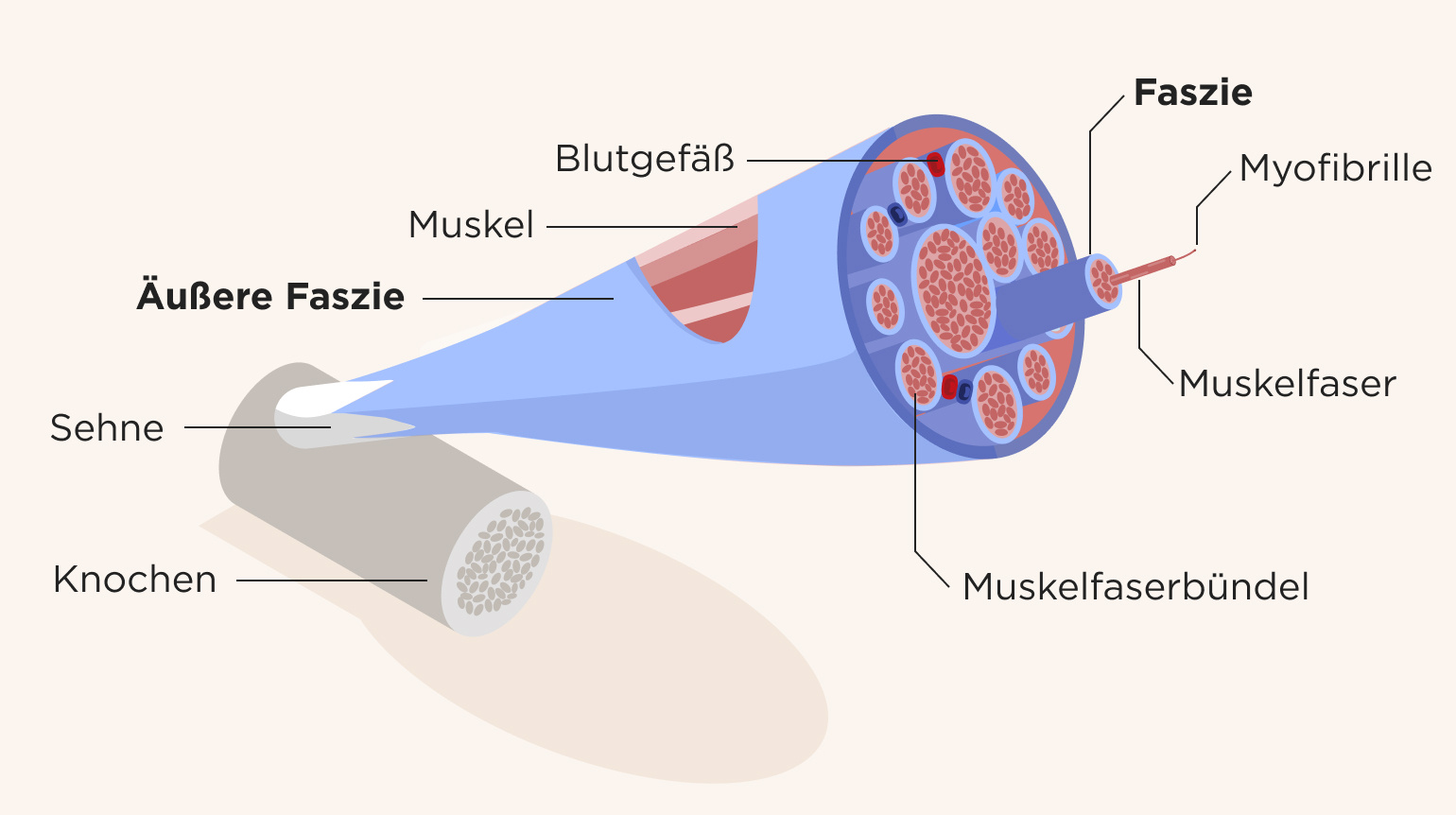 Grafik zeigt den Aufbau eines Muskels mit Sehne, Faszie, Muskelfasern und Blutgefäßen.