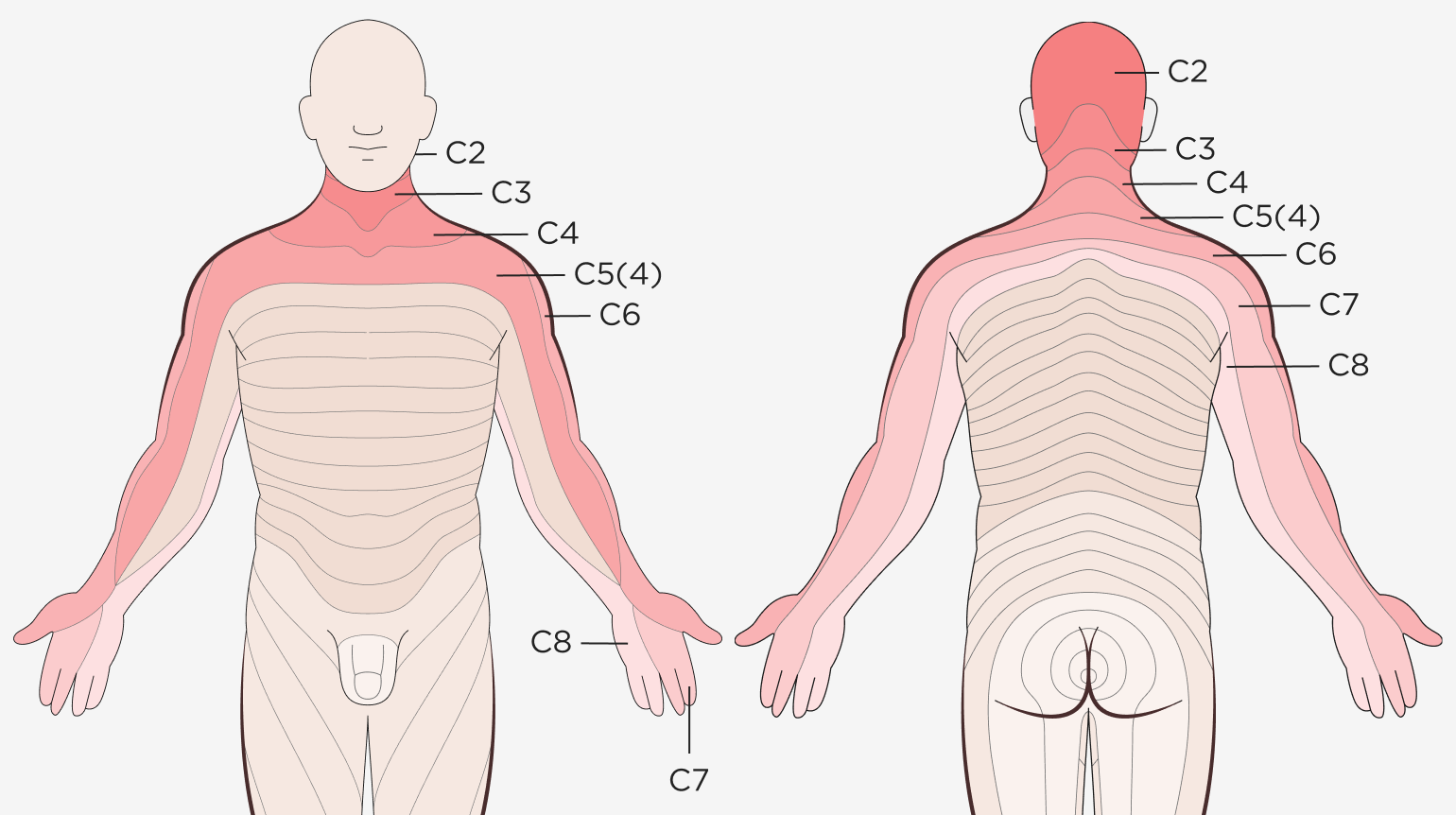 Anatomische Illustration einer männlichen Person von vorne und hinten mit den Wirbeln der HWS, BWS und LWS und den jeweiligen Ausstrahlungsgebieten der Nervenwurzeln, die bei einer Verspannung oder Verletzung zwischen den Wirbeln betroffen sind.