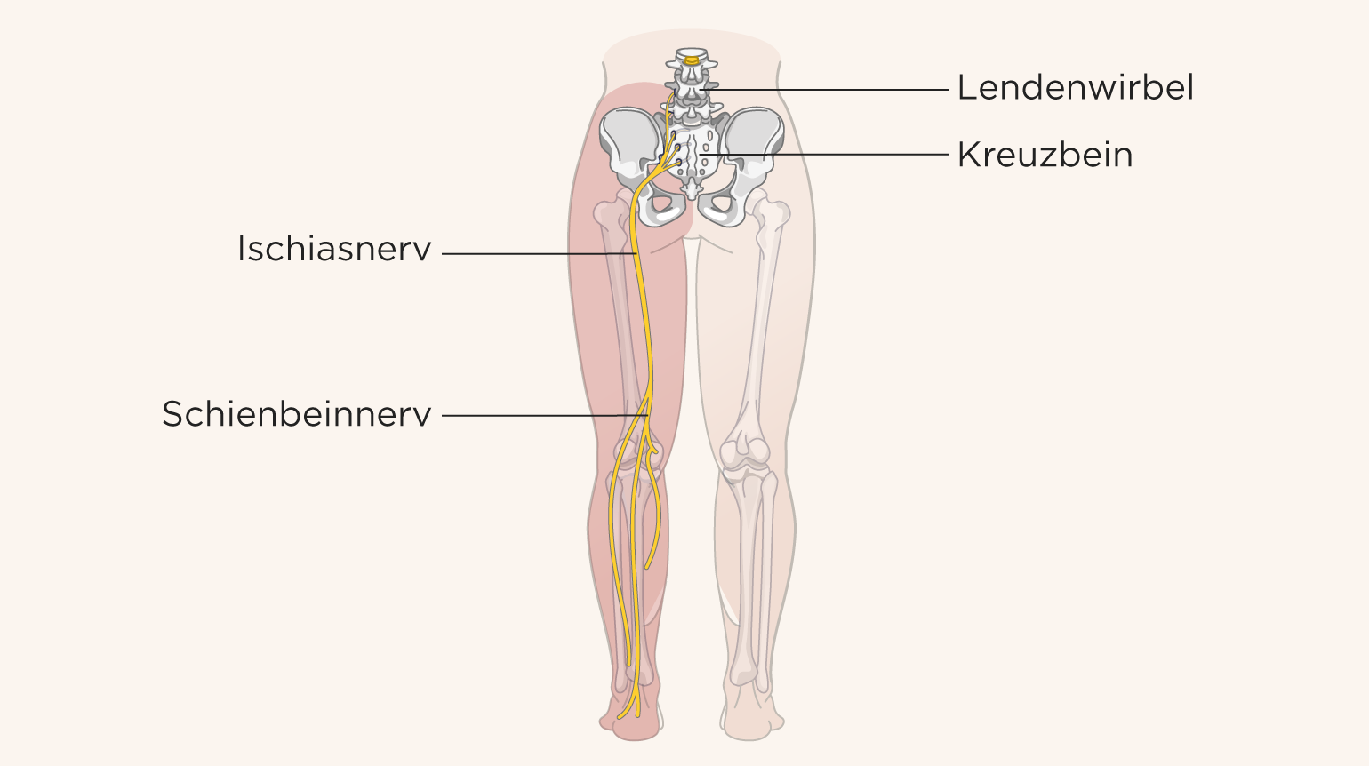 Illustration der Beine zur Veranschaulichung des Ischiasnerv Illustration der Beine zur Veranschaulichung des Ischiasnerv