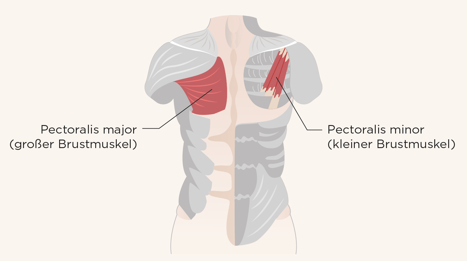 Illustration des menschlichen Brustkorbs zeigt die Muskeln und Abdomen, die bei einer Verspannung im Brustkorb relevant sind Illustration des menschlichen Brustkorbs zeigt die Muskeln und Abdomen, die bei einer Verspannung im Brustkorb relevant sind